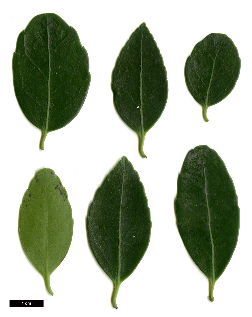 High resolution image: Family: Aquifoliaceae - Genus: Ilex - Taxon: yunnanensis - SpeciesSub: var. gentilis